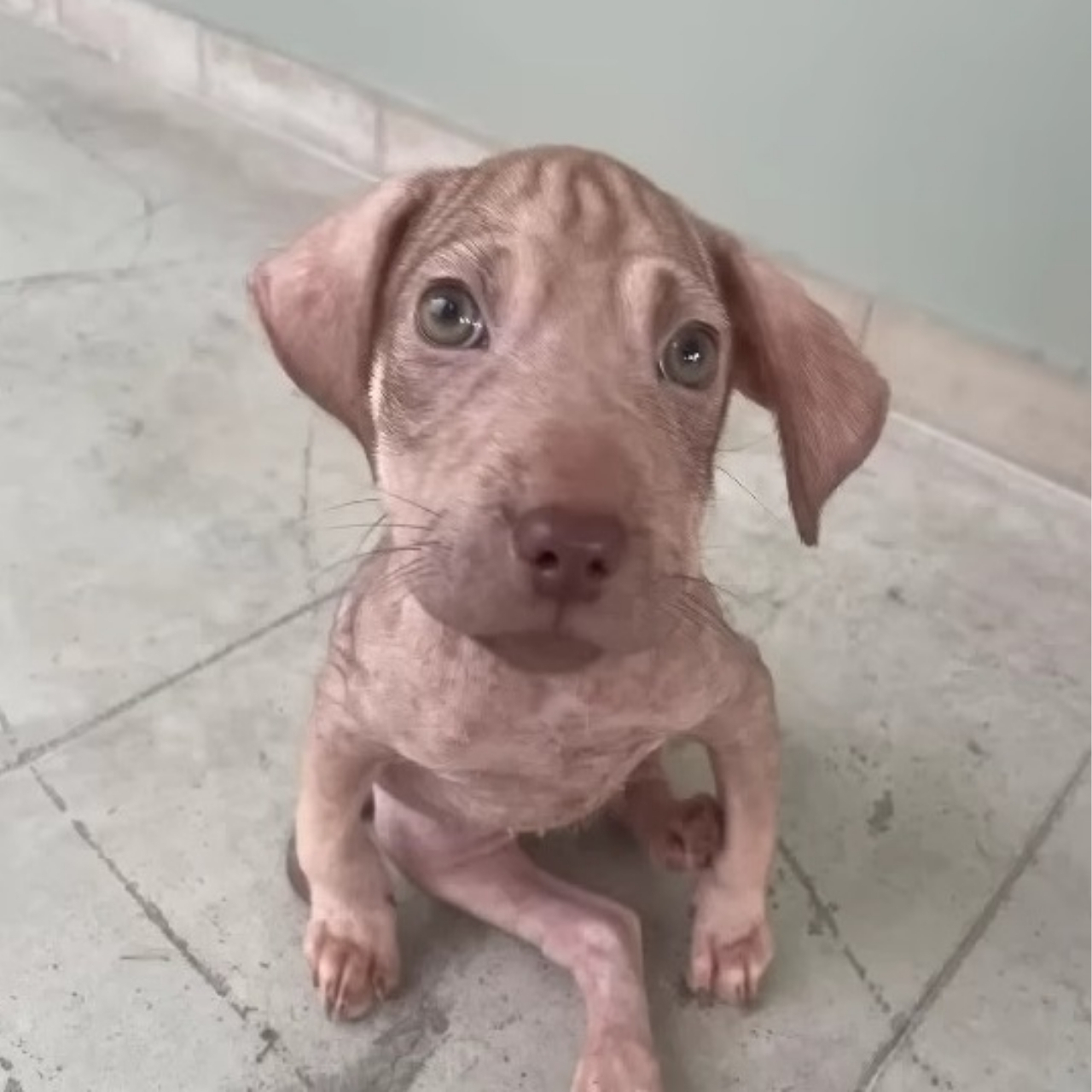 From Streets to Safe Haven: The Inspiring Rescue Journey of Pataco and Patacona