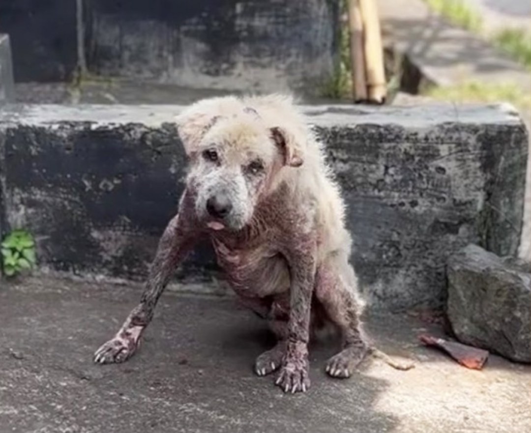 He Begged His Owner Not to Let Me Take Him — But the Owner Didn’t Look at Him Once