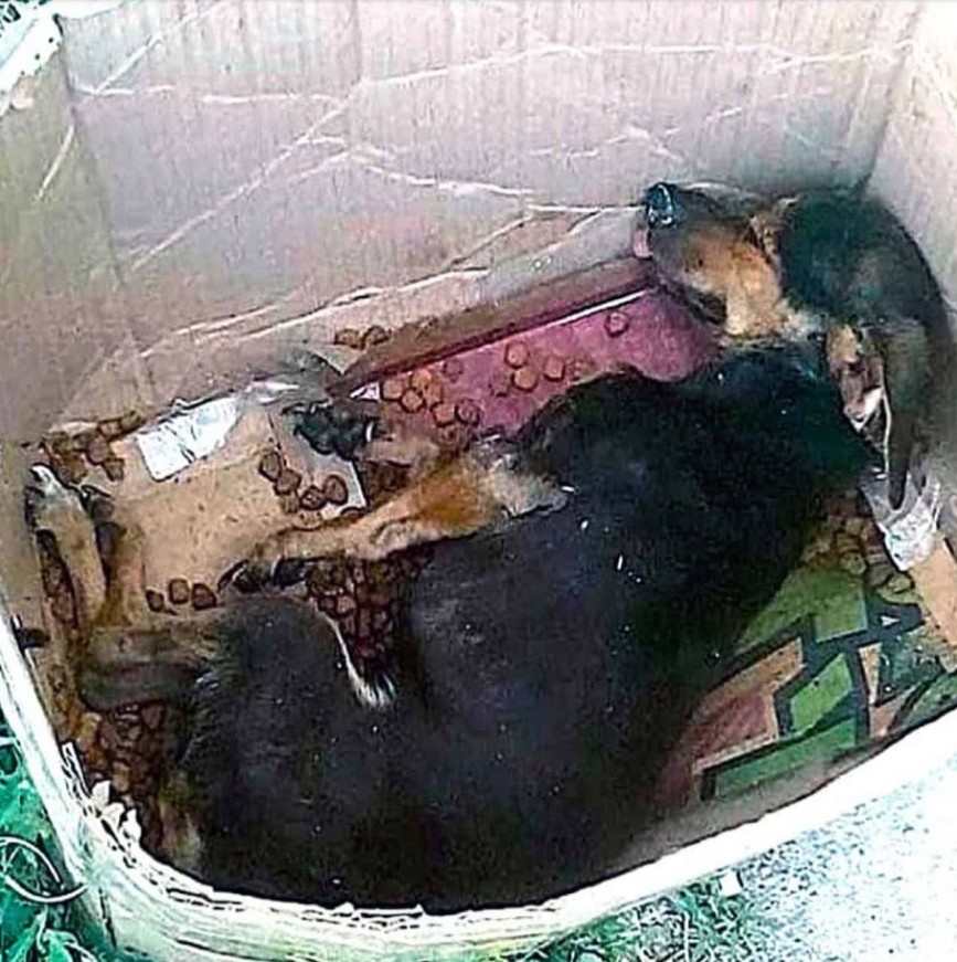 Bart’s Journey: From Abandonment to a Life of Love