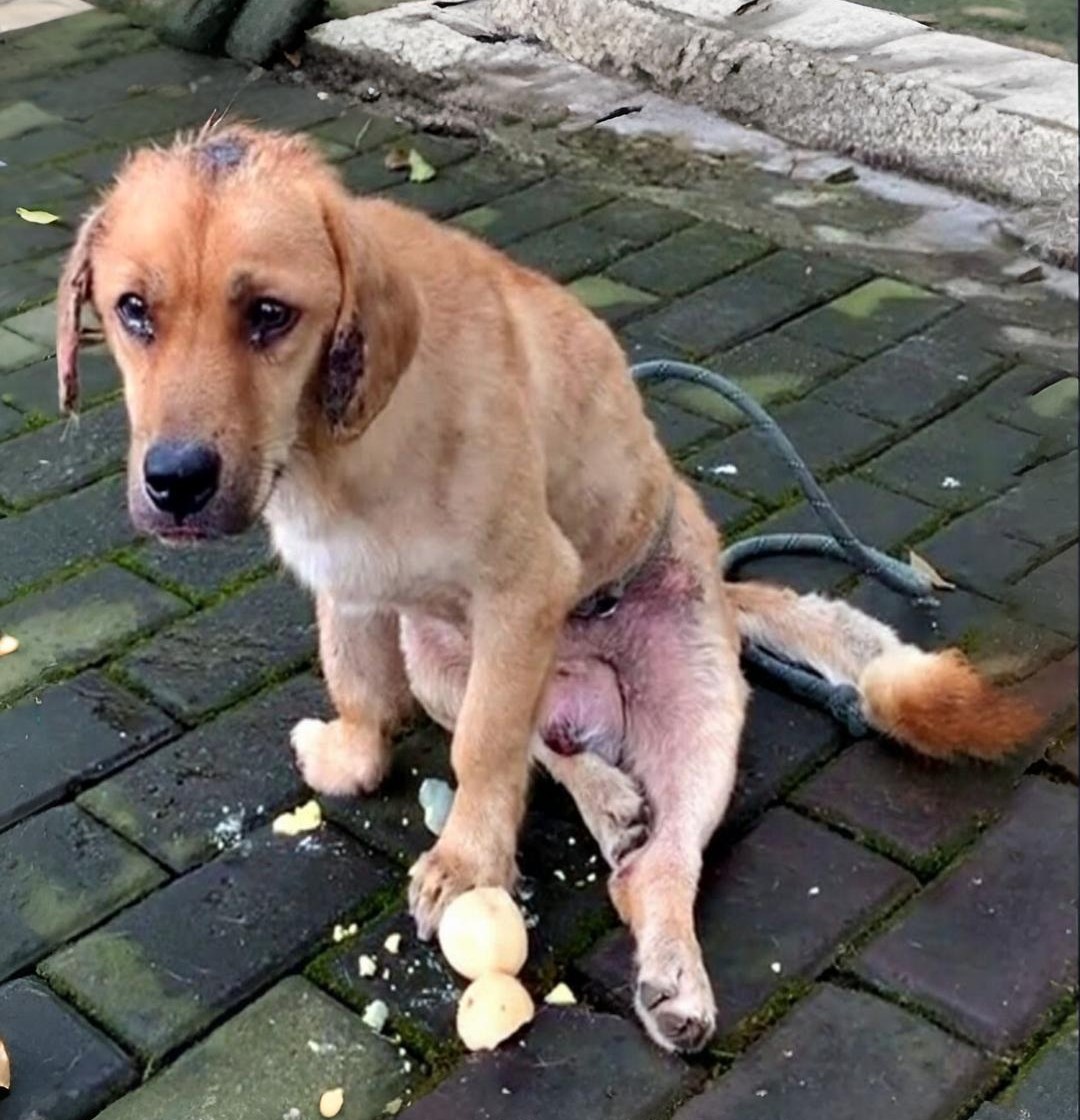 From Despair to Hope: The Stray Dog Who Found a Second Chance