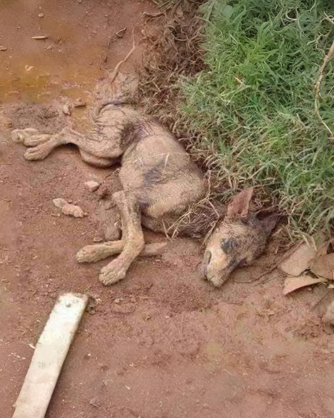 From Heartbreak to Hope: Serena the Resilient Dog Triumphs Over Adversity