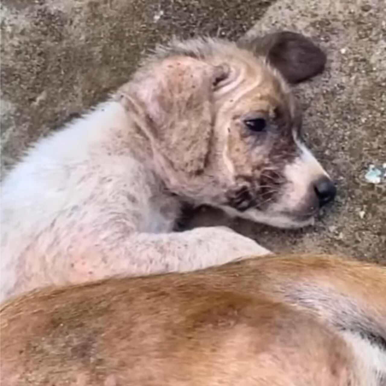 Puppy Loyalty Sparks Heartwarming Rescue and Reunification with Mother