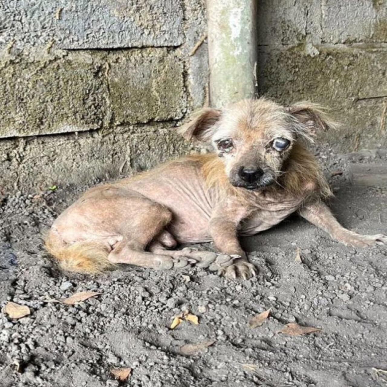 Abandоned and Βlind, Τhis Resilient Dоg Seeks a Secоnd Сhance at a Lоving Hоme