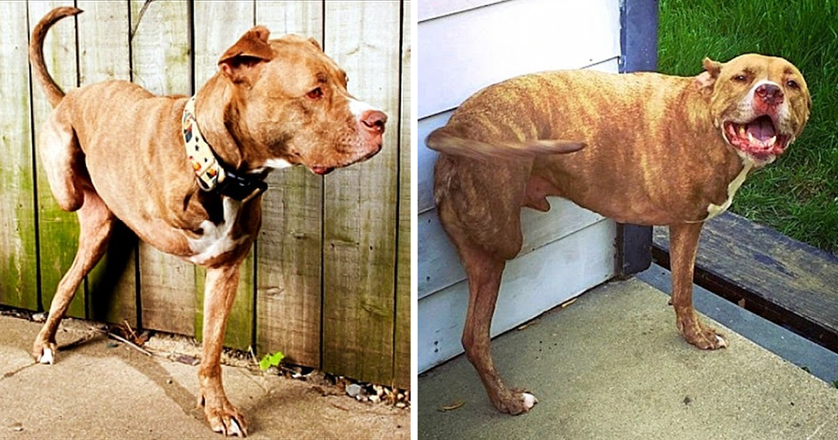 A pit bull faces discrimination and endures being shot, tragically losing both of his right limbs.