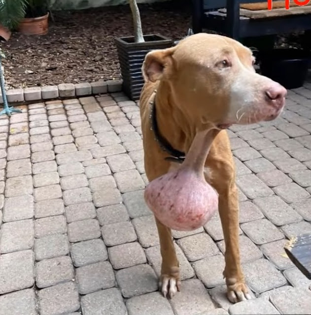 FROM ABANDONED TO HOPE: Dog Left to Suffer With Painful Tumor Rescued and Given a Second Chance Through Life-Saving Surgery