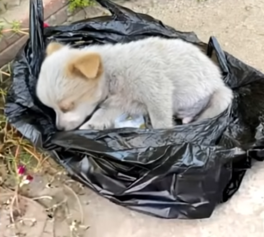 Heroic Animal Rescuers Brave Dangerous Floods to Save Pets in Rio Grande do Sul