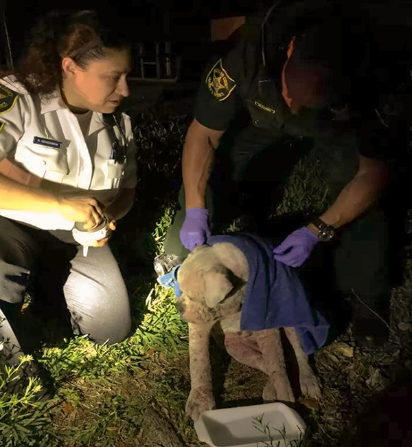 Hopeless dog found abandoned in Florida Everglades