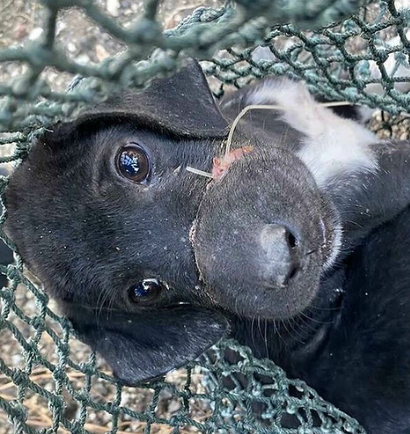 Discovering a distressed dog entangled with a fishing line, we rescued her and provided the necessary care for her recovery.