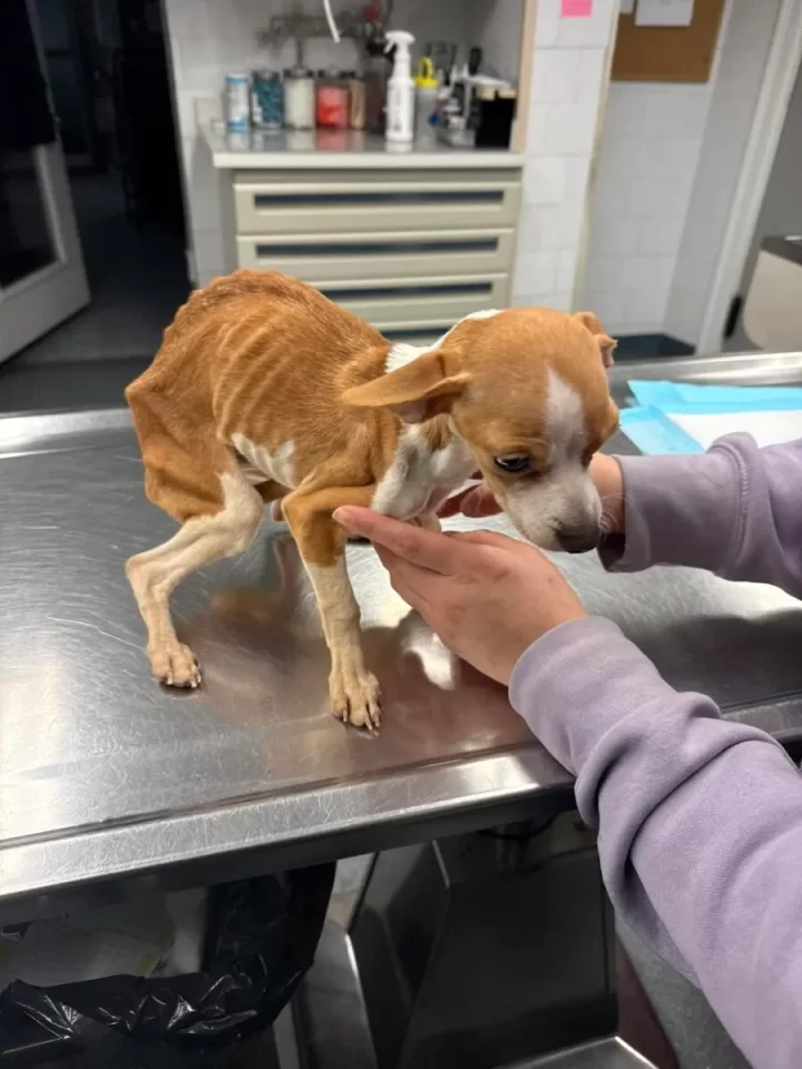 Starving Puppy Abandoned In Bronx Apartment Gets A Second Chance To Reach Happiness