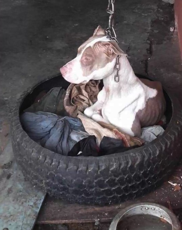 Dog chained to post can’t even rest head – then animal hero decides there’s only one thing to do