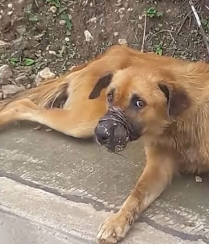 An abandoned dog by the roadside: Trying to escape from the slaughterhouse while bleeding.