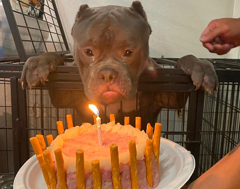 Homeless dog celebrates first birthday with emotional moments at animal shelter