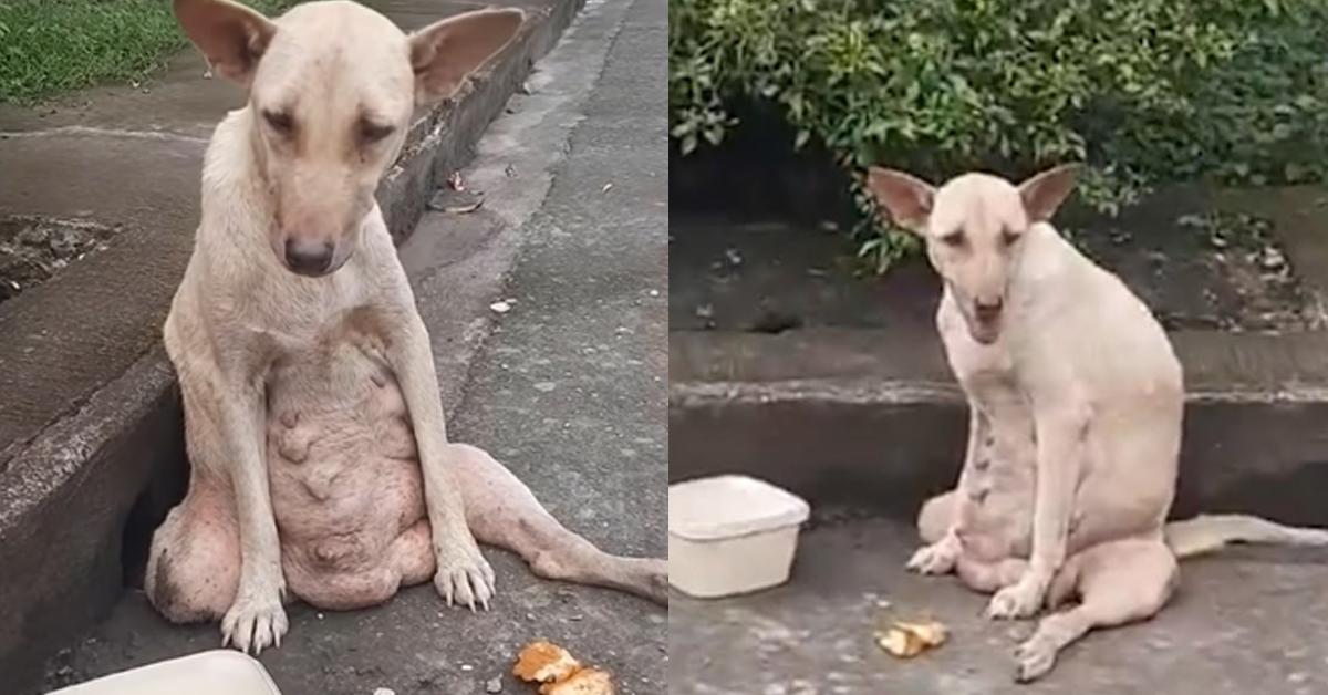 Sinead had just become a mother when tragedy struck. Not long after giving birth, she was hit by a car.Paralyzed in her back legs, she dragged herself through the streets, crying and trying to find her missing puppies