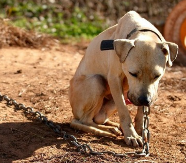 A Dog Chained His Entire Life Is Finally Set Free, Ready to Experience a Life of Freedom and Love