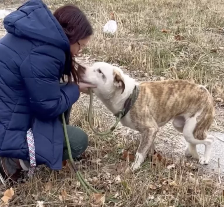 Freezing Dog Limps As Fast As He Can When He Sees Someone Who Can Help