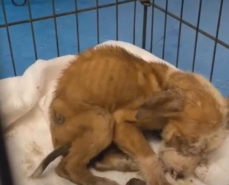 From Abandoned to Adored: Resilient Pitbull’s Remarkable Transformation Touches Hearts