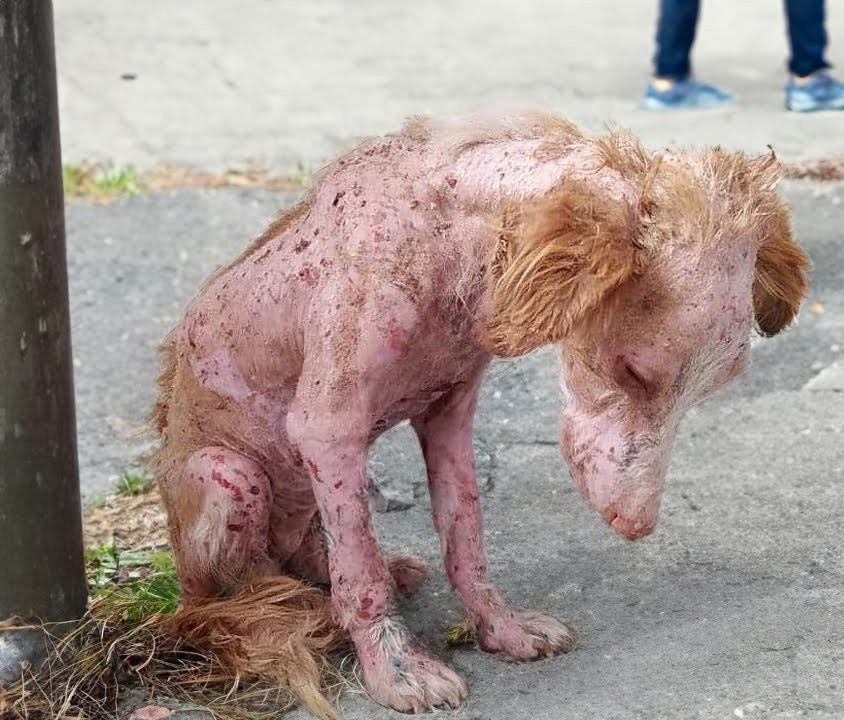 She held on, certain they would come back. Yet as days turned into weeks, her strength waned—until a fresh kind of love unexpectedly entered her life.