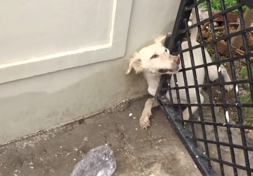 Heroic Rescue Saves Dog Nick Trapped in Iron Door, Reminds Owners of Pet Safety Essentials