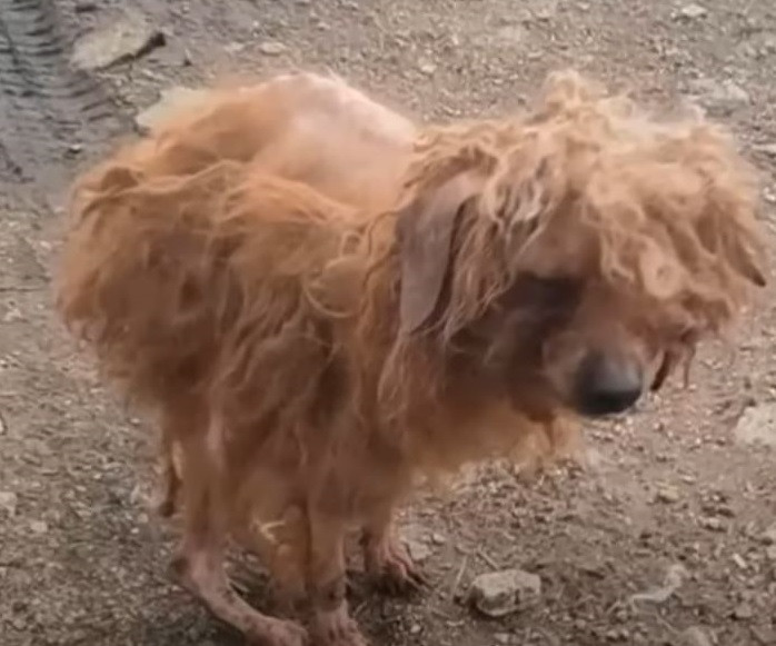 Tootsie’s Legacy: Inspiring Resilience Amidst the Cruelty of the Dog Meat TradeIntroducing Tootsie, a small and frail dog who endured the harsh realities of the dog meat trade before being rescued.