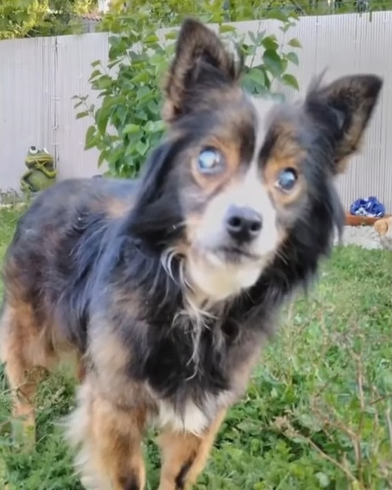 Blind Dog Bunny Finds Hope and Happiness After 13 Years in Isolation