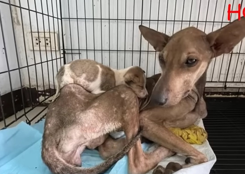 From Despair to Hope: Rescuers’ Compassion Transforms Lives of Struggling Mother Dog and Puppy