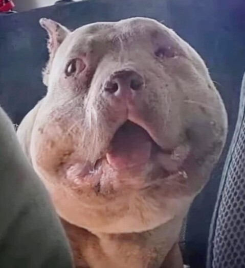 From Rescue to Recovery: Rosita’s Heartwarming Journey to Health and Happiness