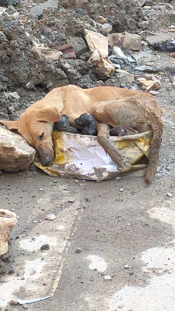 Mother’s Last Stand: Stray Dog’s Heartbreaking Birth and Rescue Amid Rubble