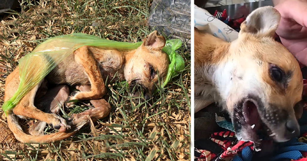 Thrown Away, Yet Chosen by Hope: A Puppy’s Fight for Life and Love