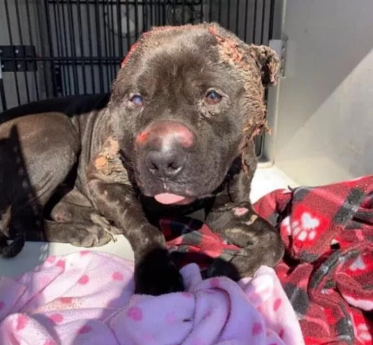 Bjarni the Bait Dog Was Left to Die — But Love Gave Him a New Life