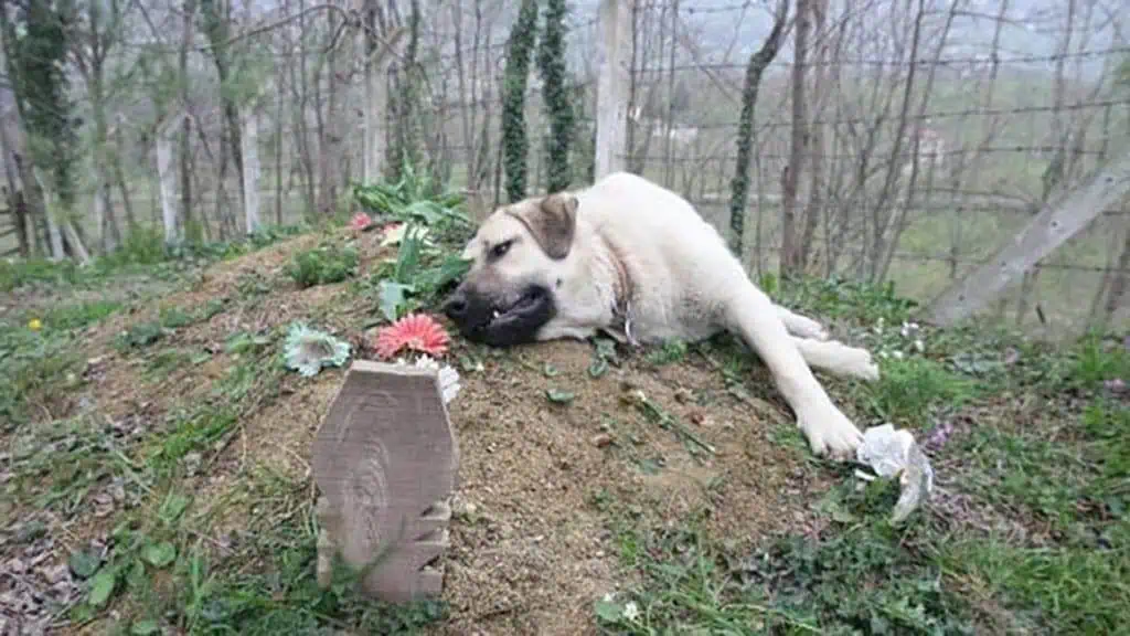 Loyal Dog’s Daily Cemetery Visits Show That Love Never Fades