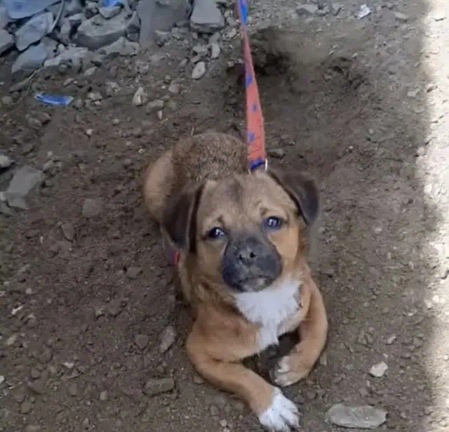 [VIDEO] Abandoned and Malnourished, Puppy Finds Hope in New Home