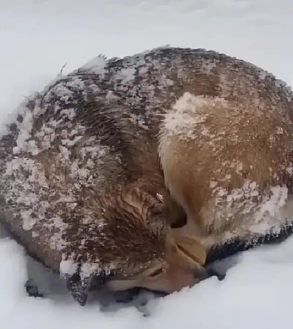 Rescued Dog Overcomes Snowy Ordeal and Finds New Hope