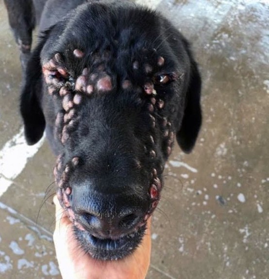 Abandoned Due to Illness, Sabina the Dying Dog Fought for Help—Now She’s Living Her Best Life