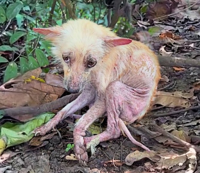 From Abandoned in the Woods to Thriving: Hope’s Journey to a Forever Home