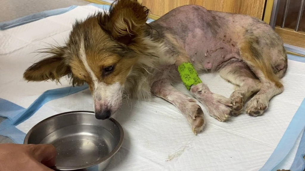 Little Lucky’s Remarkable Recovery Sparks Hope Amid Rising Costs and Community Support