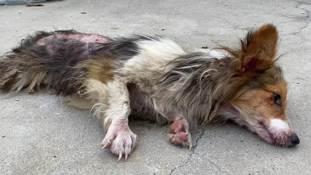 Little Lucky’s Journey: From Brutal Abuse to Beacon of Resilience and Hope