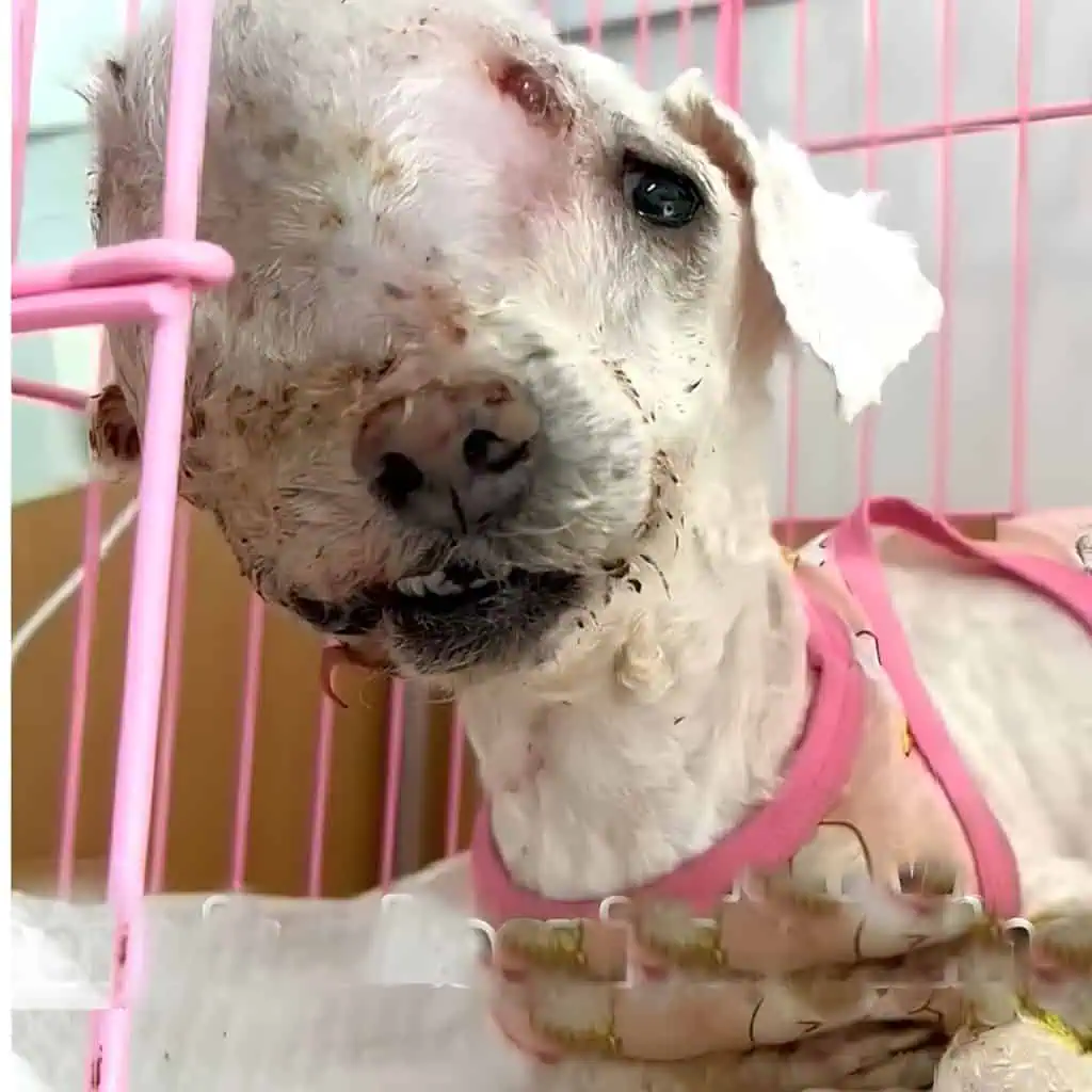 Rejected Dog With Eye Tumor Finds Hope in an Unexpected Act of Kindness