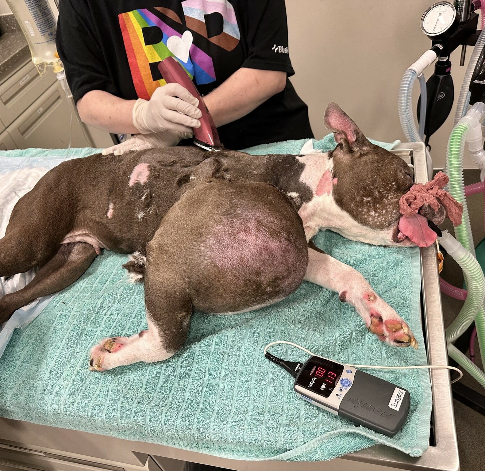 A rescued pit bull, once afflicted with a massive tumor, has now been given a second chance at life.