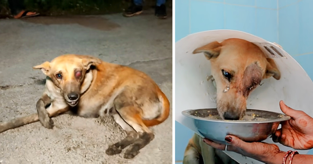 From Despair to Happiness: Abandoned Puppy Looks at Passersby but No One Ignores It, and a Miracle Happens