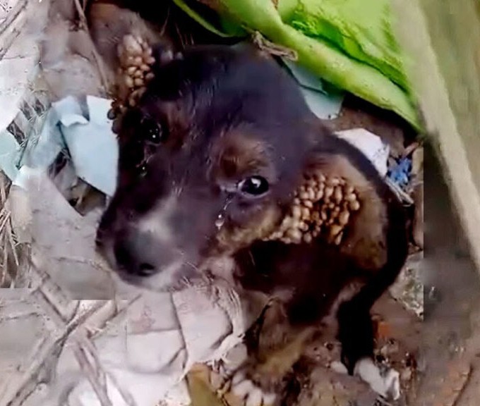 From Suffering to Joy: Yoda’s Incredible Transformation