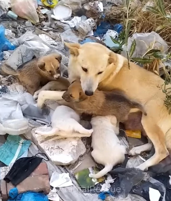Brave Stray Dog Inspires Hope as She Protects Puppies Despite Severe Injuries