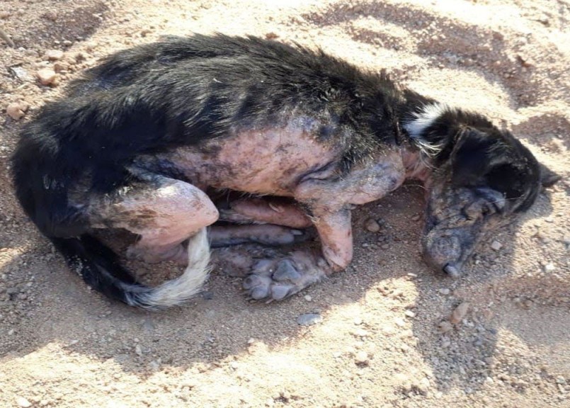 From Despair to Hope: Lipe the Dog’s Heartwarming Rescue Story Inspires Animal Compassion