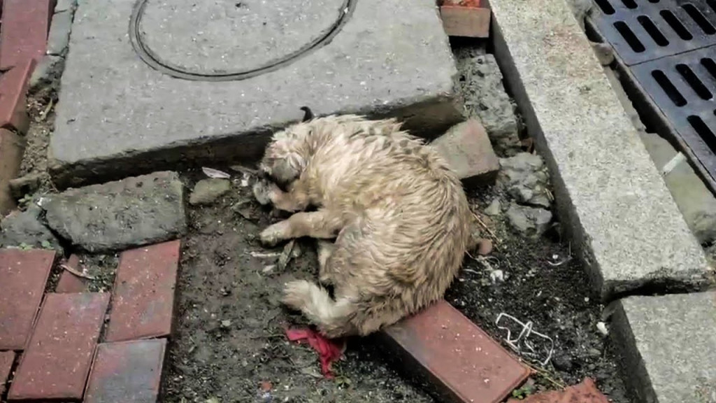 Resilient Pug’s Heartwarming Rescue: A Story of Compassion and Care in His Final Days