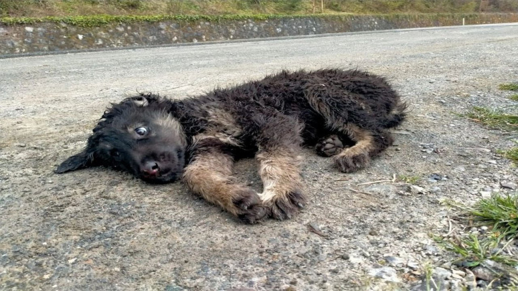 Stray Pup Mop Finds Hope and Healing in Heartwarming Rescue Tale