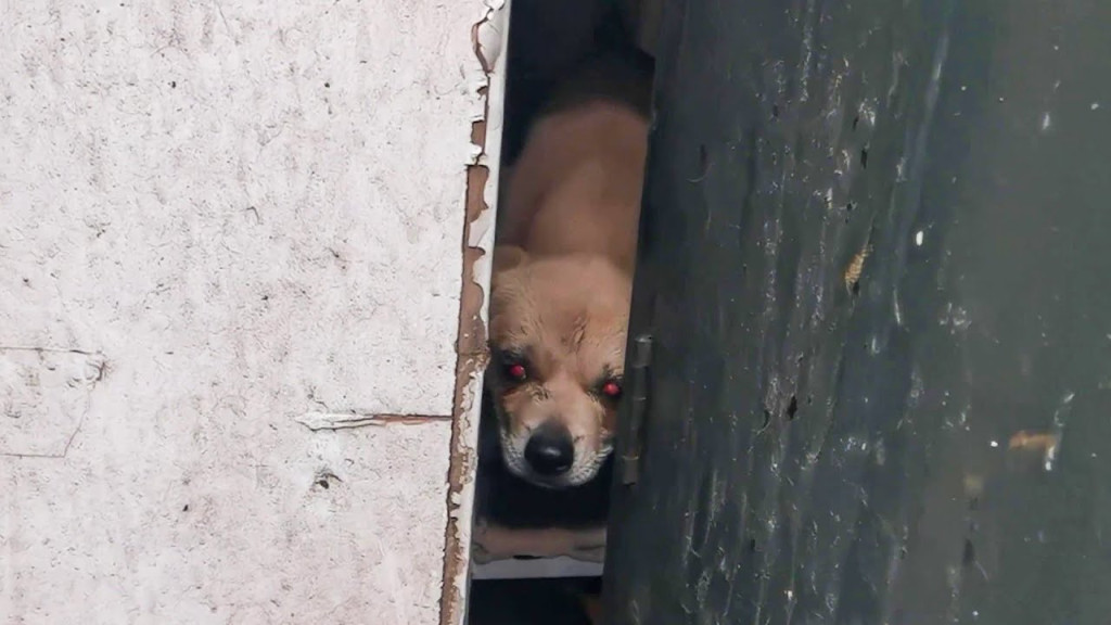 From Darkness to Light: Rescued Puppy Sees Clearly After Life-Changing Surgery