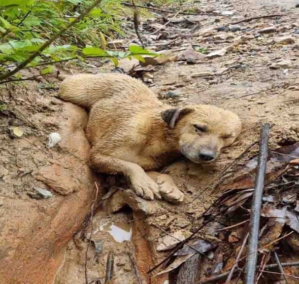 Derik’s Journey: From Tragic Accident to Triumph, a Tale of Resilience and Hope