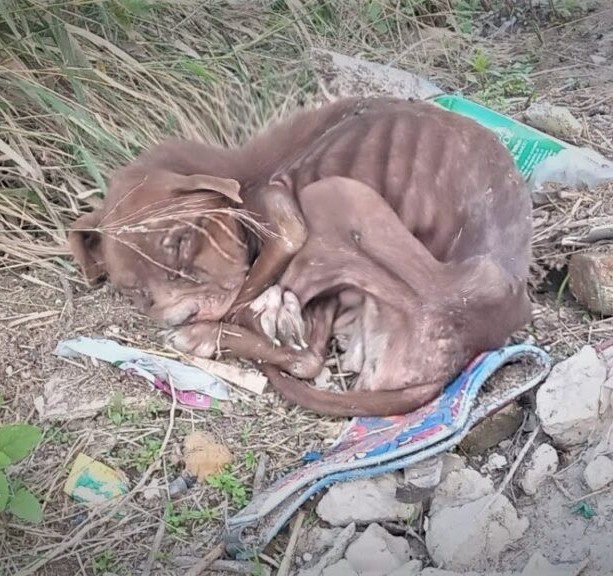 Left to Die, a Starving Pitbull’s Journey to Love and a Forever Home