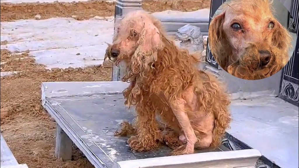 Faithful Dog’s Undying Loyalty Transforms Into Hopeful New Beginning After Grave Vigil