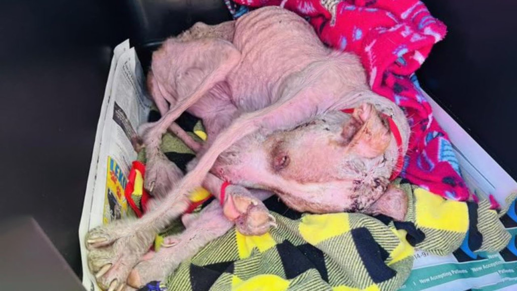 Magnus’s Miraculous Journey: From Abandoned and Frail to Vibrant and Loved Companion