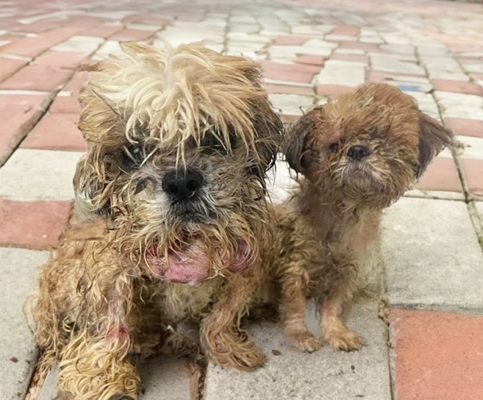 From Streets to Sanctuary: Zulu and Hannah’s Heartwarming Journey to a Forever Home